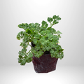 Curly Parsley