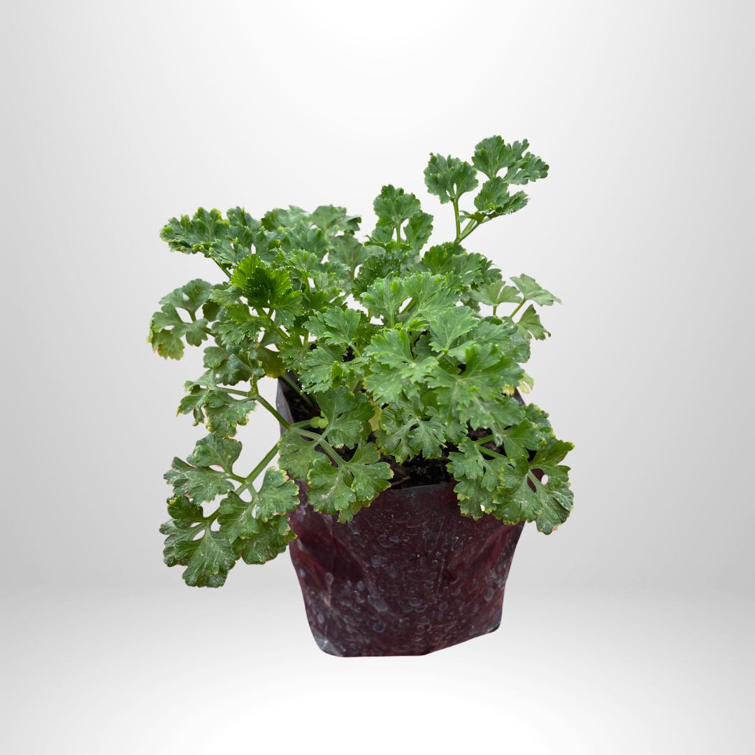 Curly Parsley