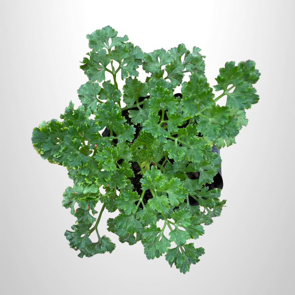 Curly Parsley