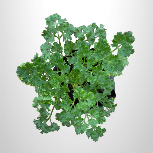 Curly Parsley