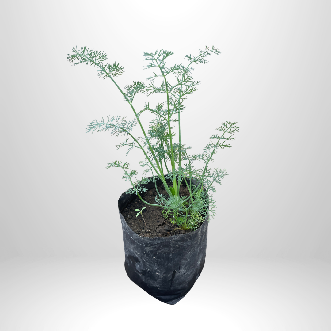 Dill