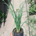 Spring Onions