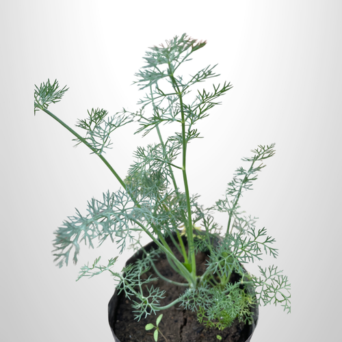 Dill