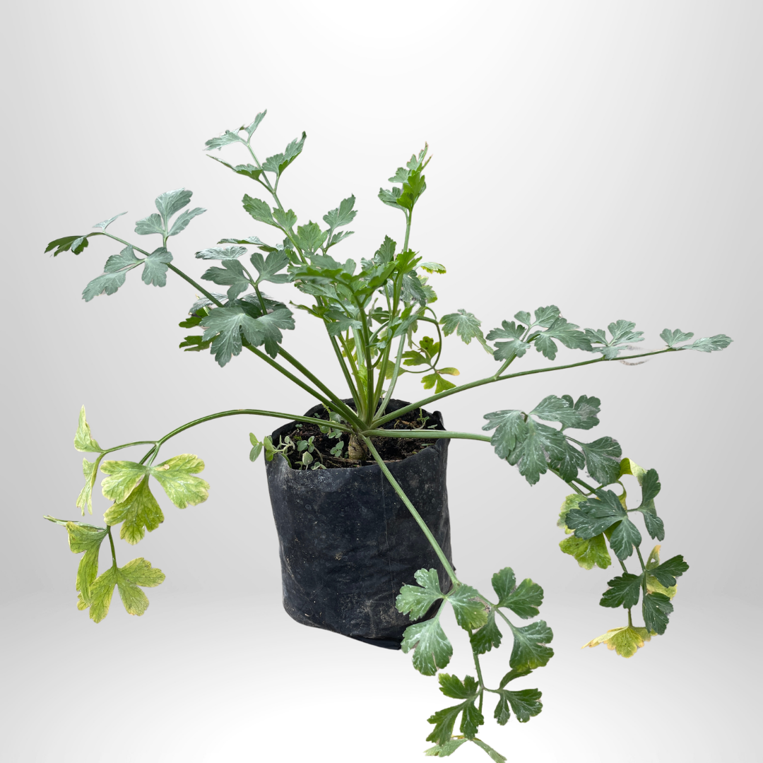 Flat Leaf Parsley
