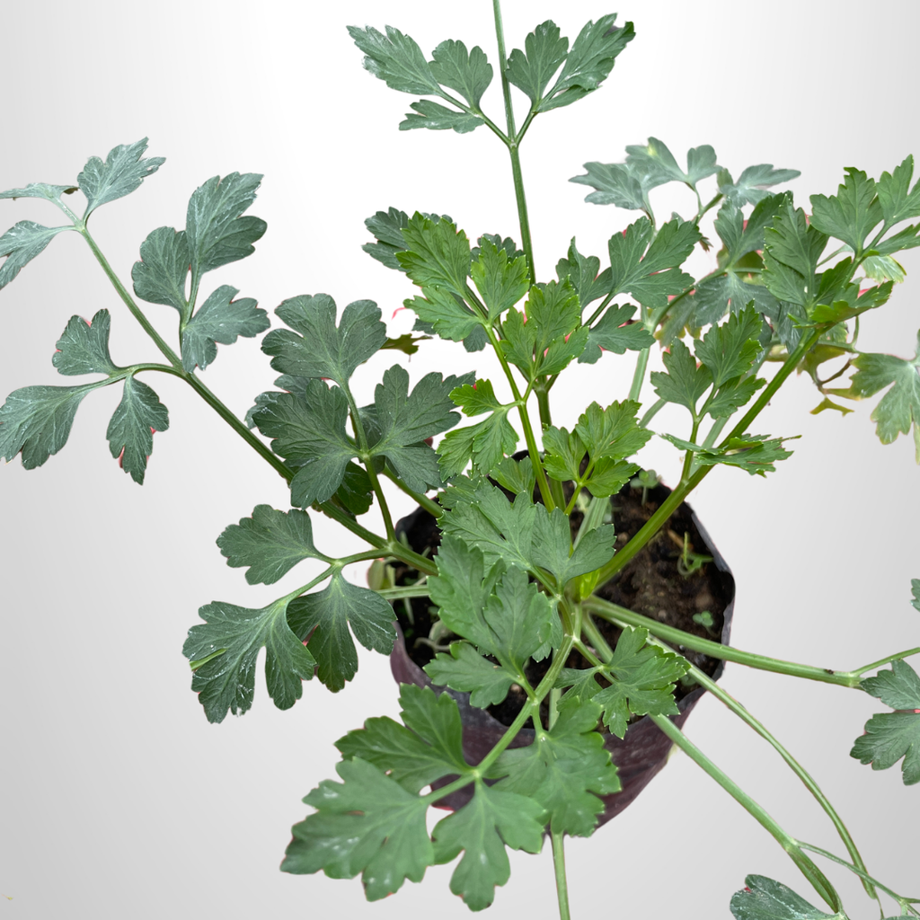 Flat Leaf Parsley