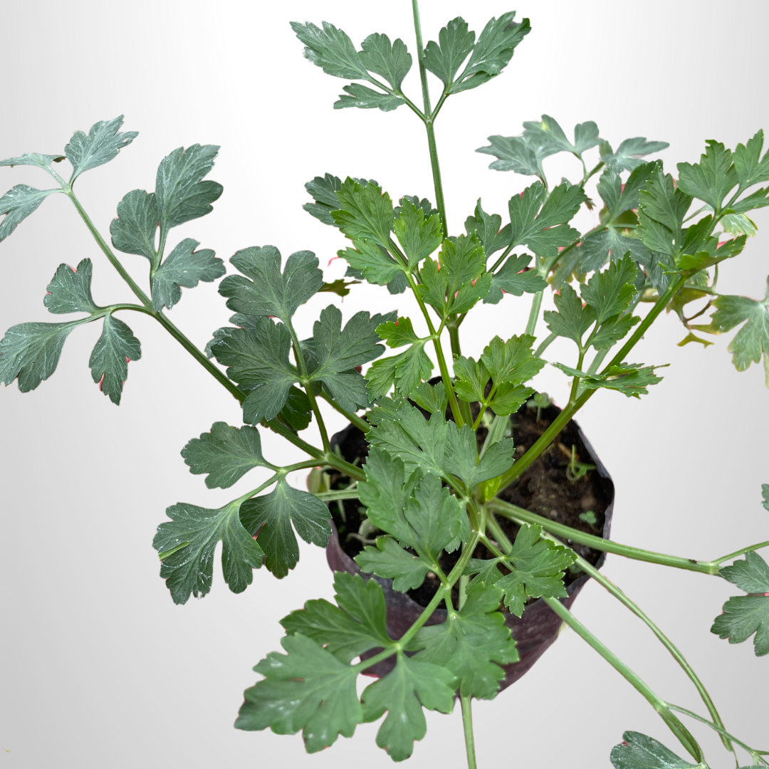 Flat Leaf Parsley