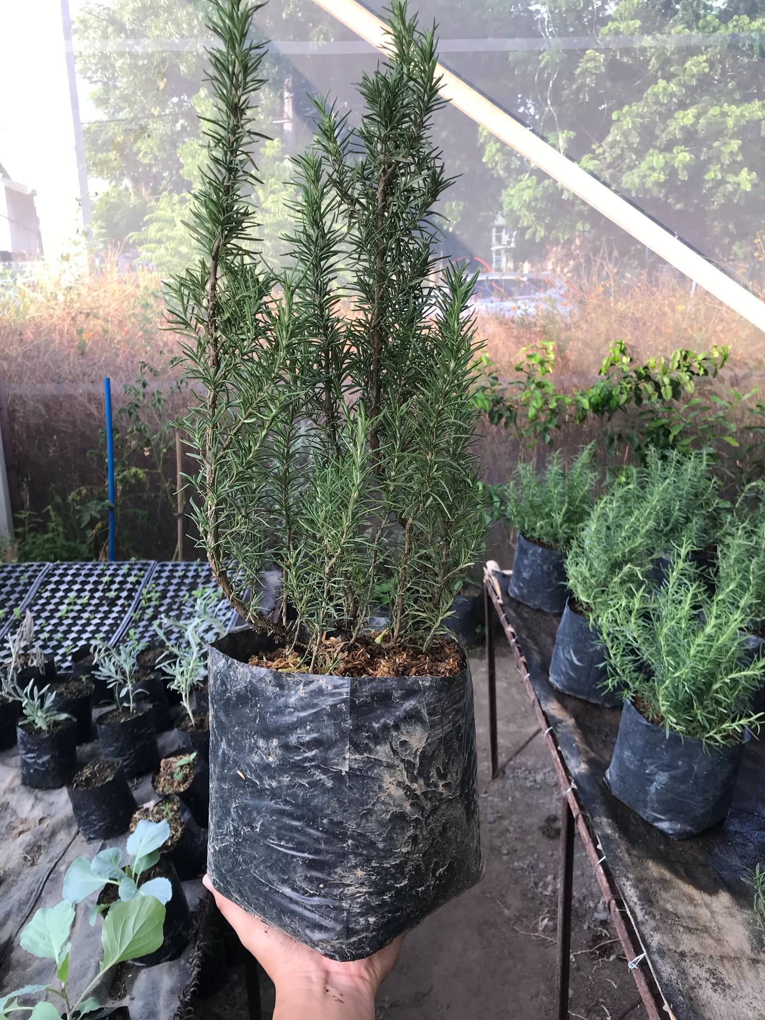 Rosemary (Mother Plant)