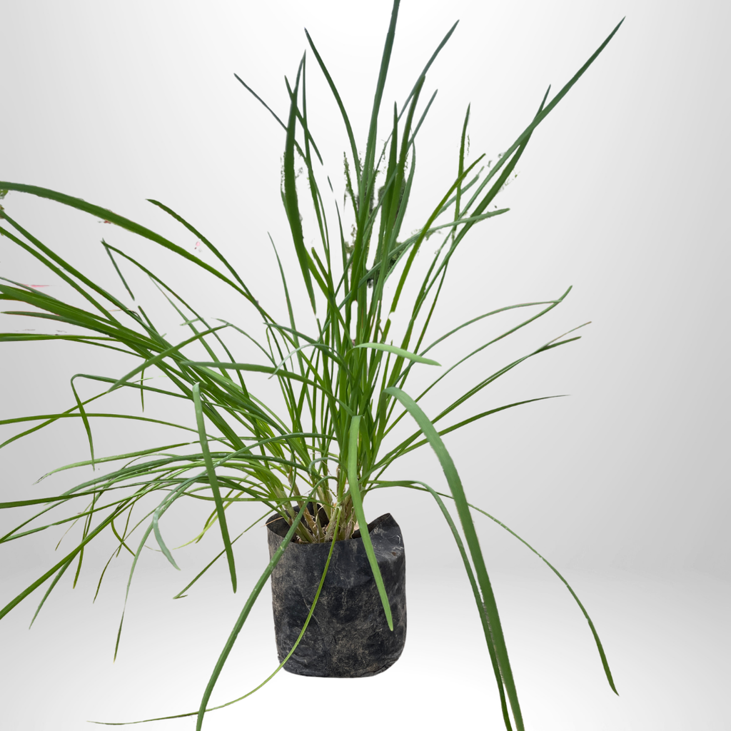 Garlic Chives