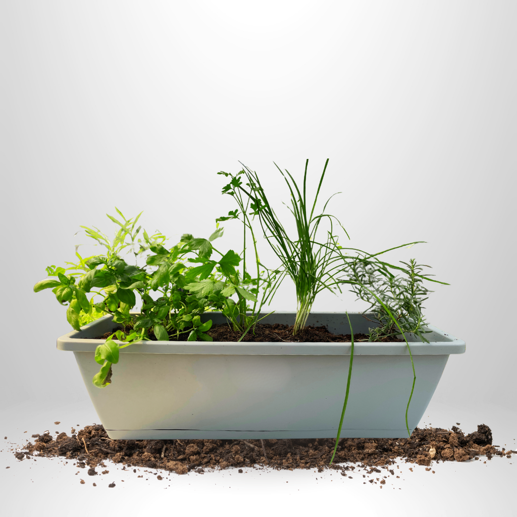 4-in-1 Herbs Set