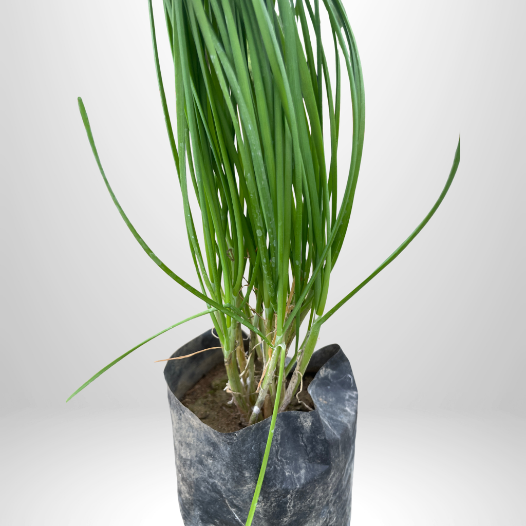 Garlic Chives