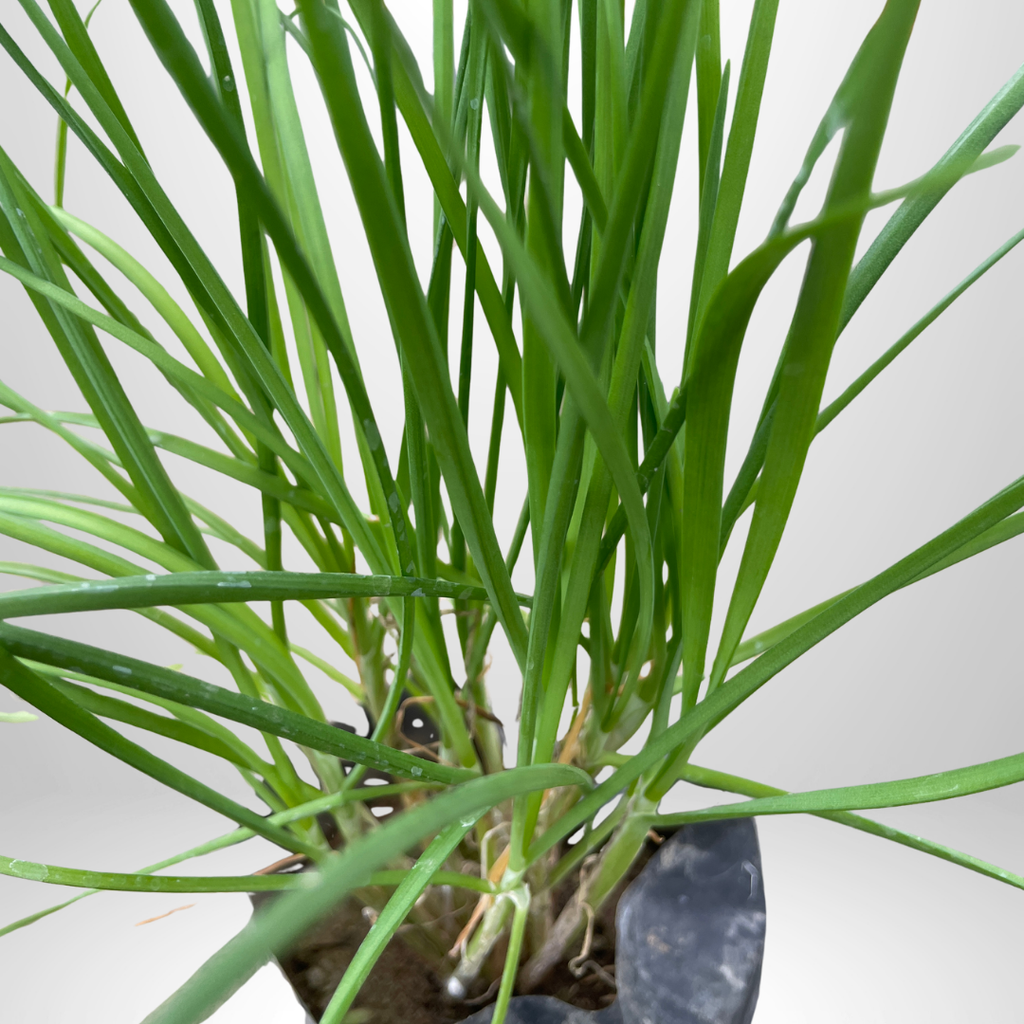 Garlic Chives
