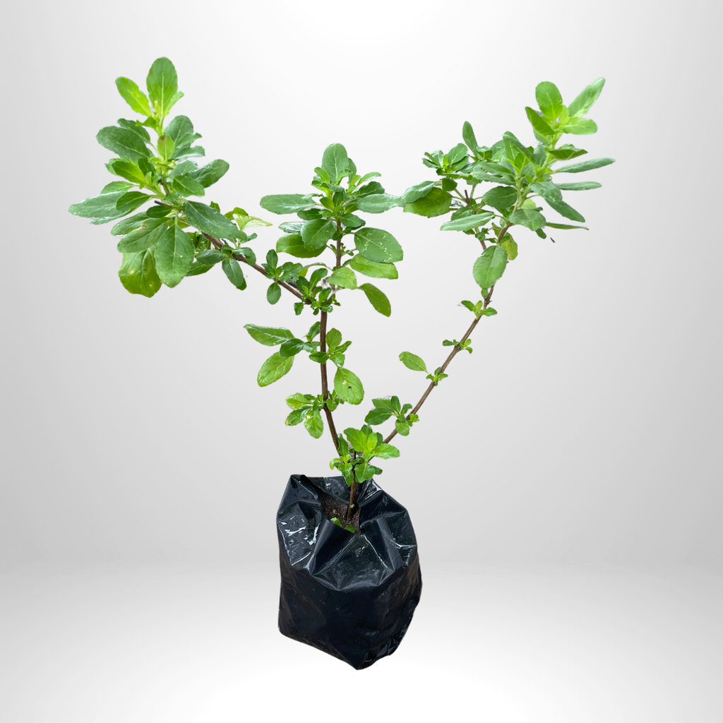 Holy Basil