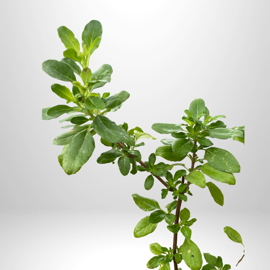 Holy Basil