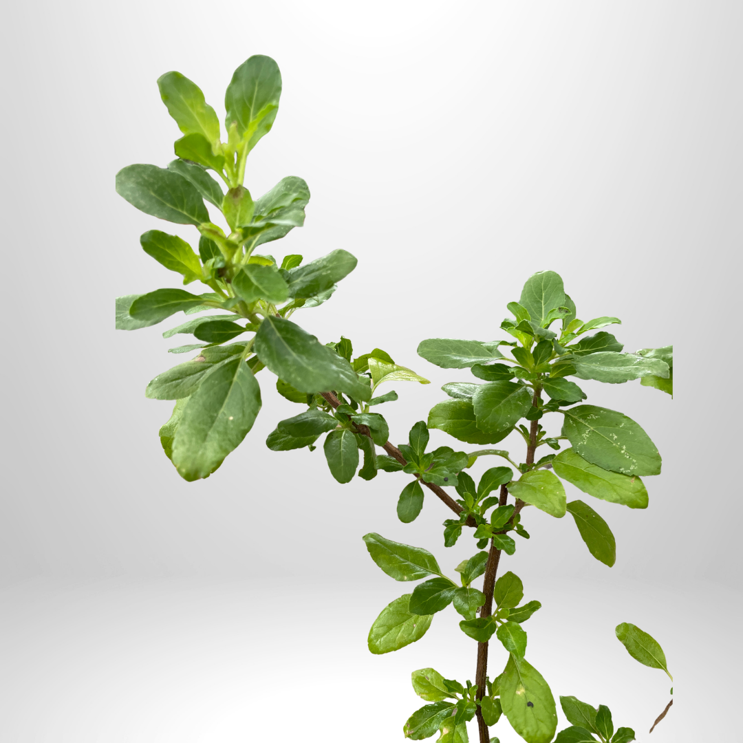 Holy Basil