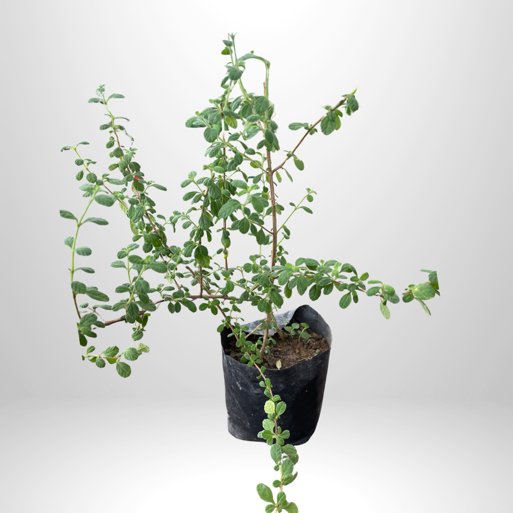 Jamaican Oregano