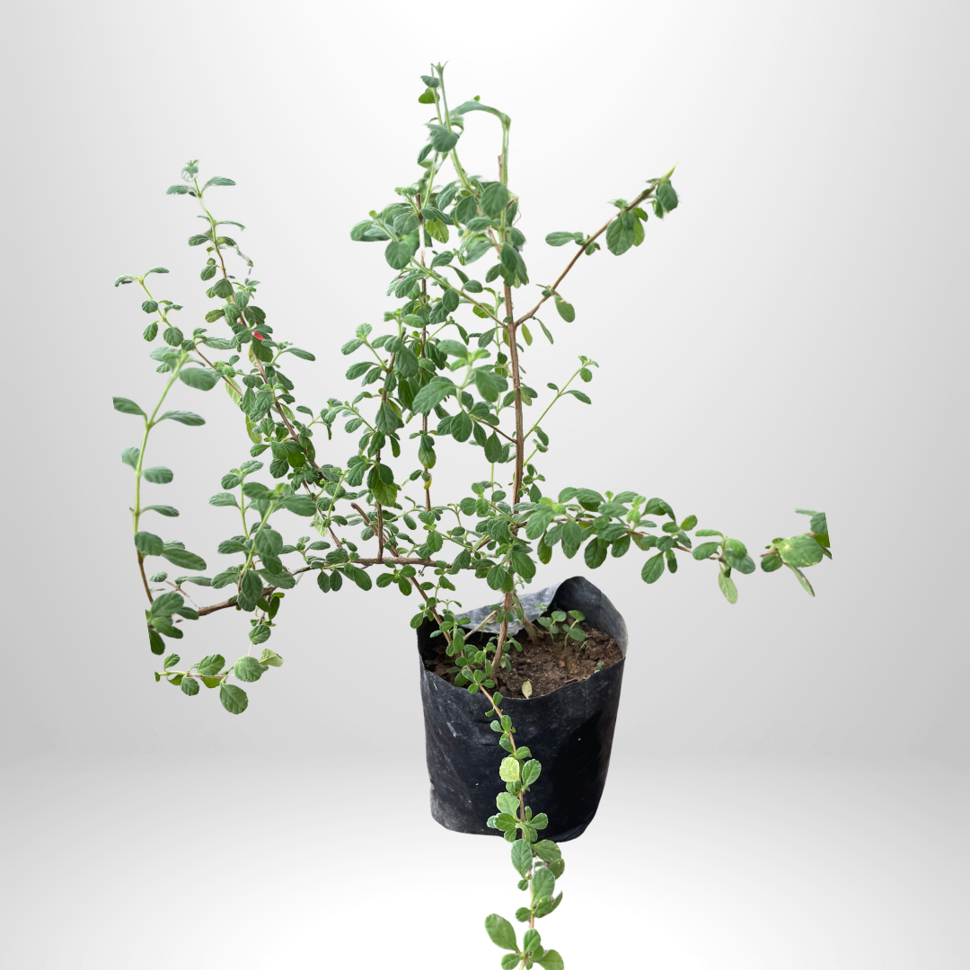 Jamaican Oregano