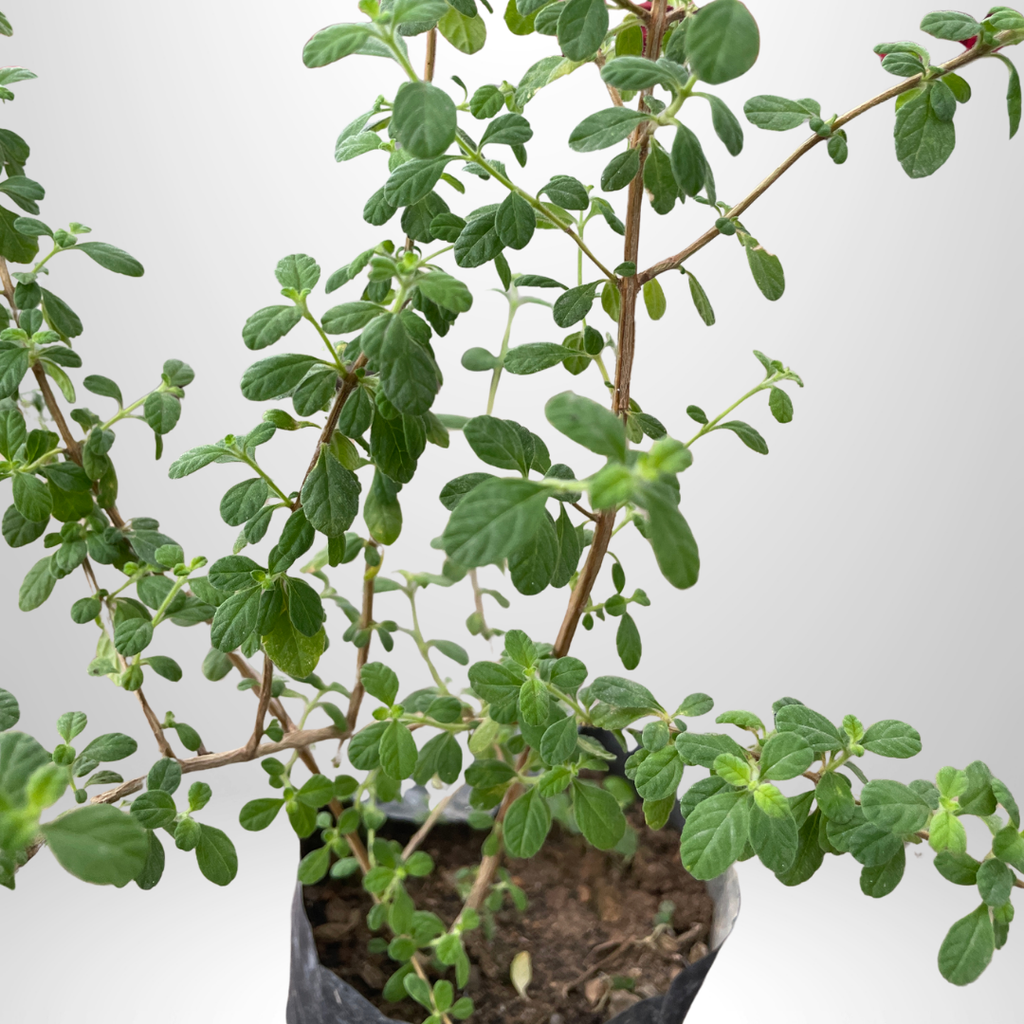 Jamaican Oregano