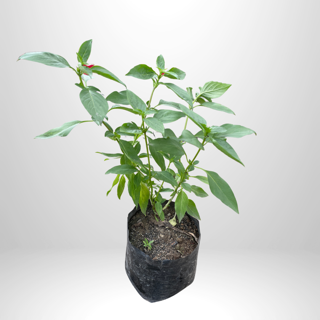 Thai Basil