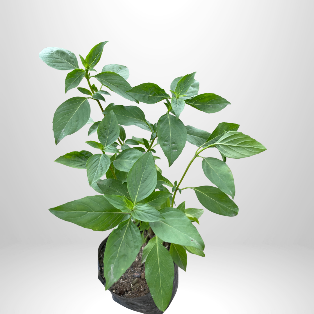 Thai Basil