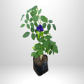 Butterfly Pea