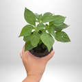 Siling Labuyo (Native)