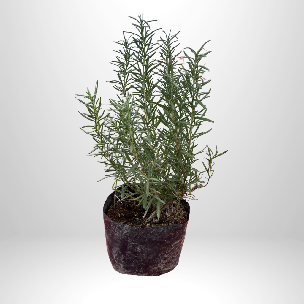 Rosemary