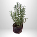 Rosemary