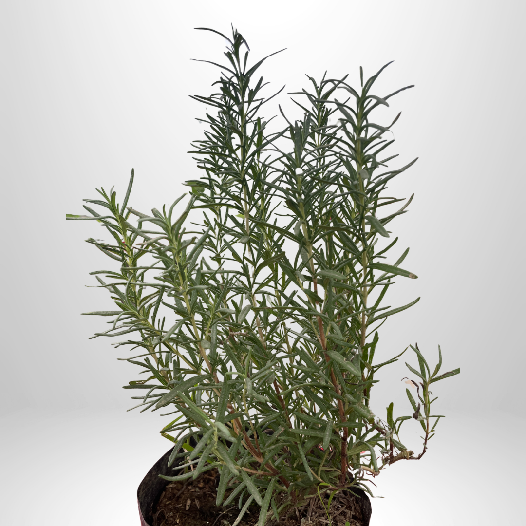 Rosemary