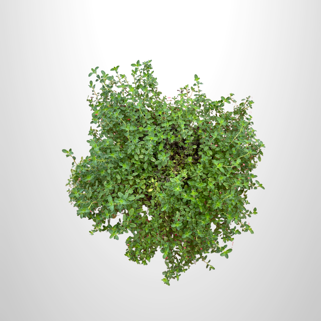 Thyme