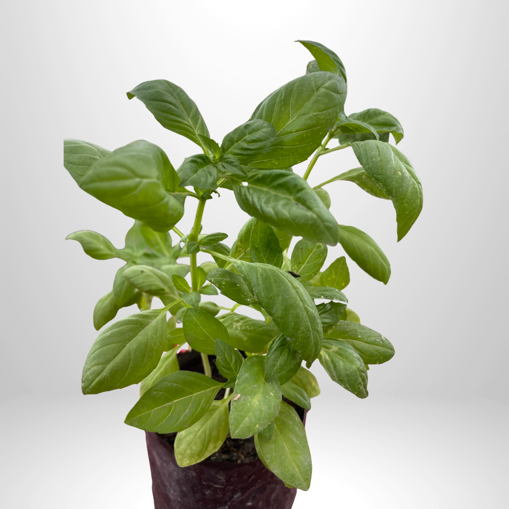 Sweet Basil