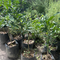 Kaffir Lime