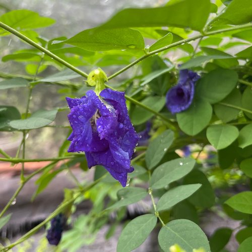 Butterfly Pea