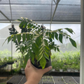 Curry Tree (small)