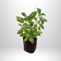 Sweet Basil
