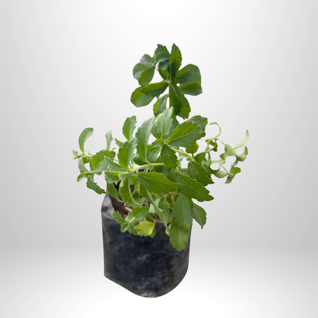 Stevia