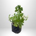 Stevia