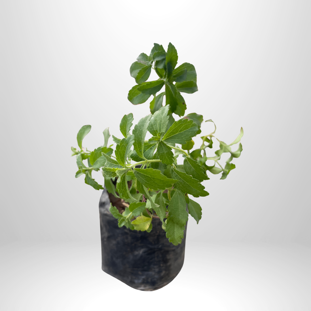 Stevia