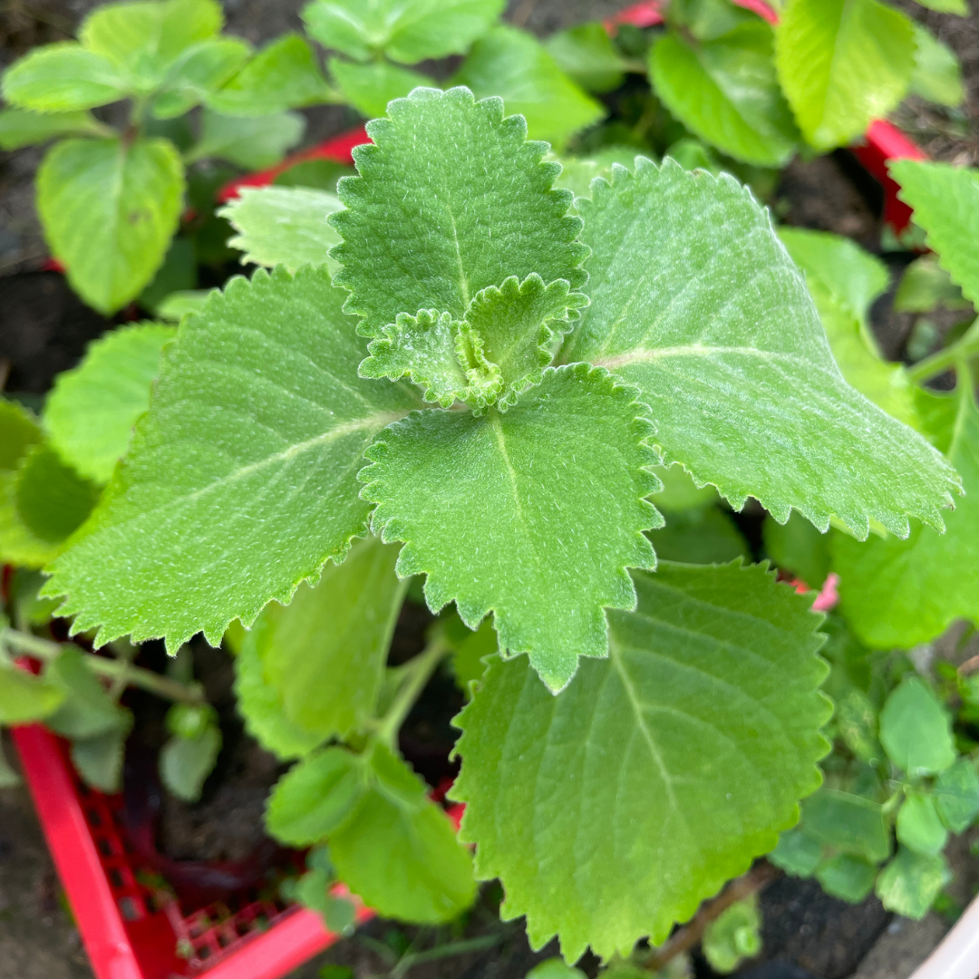 Local Oregano