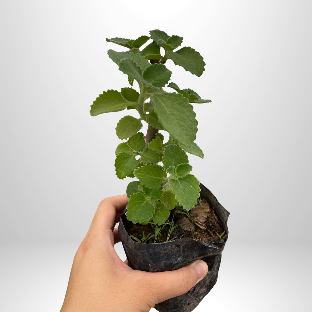 Local Oregano