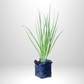 Spring Onions