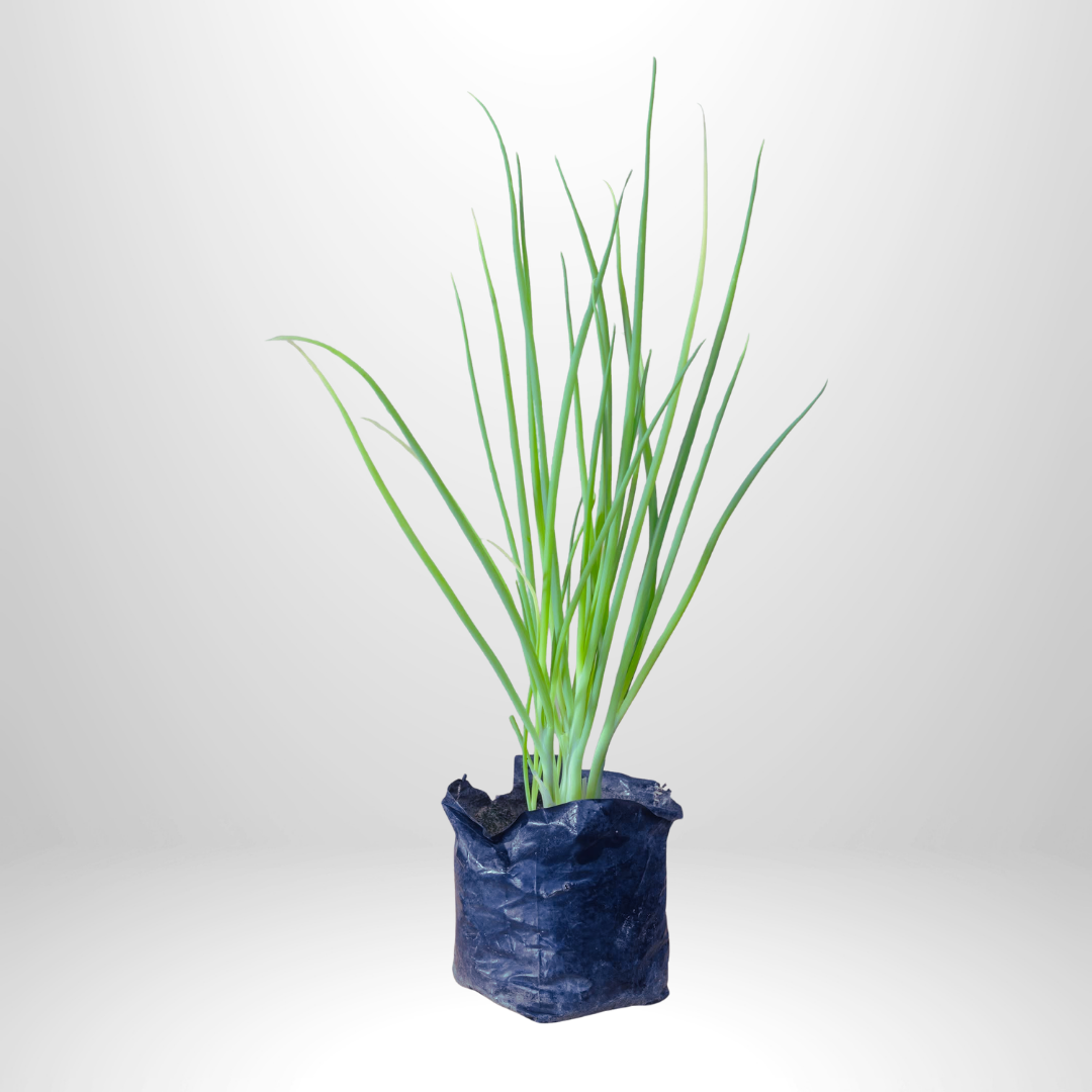 Spring Onions