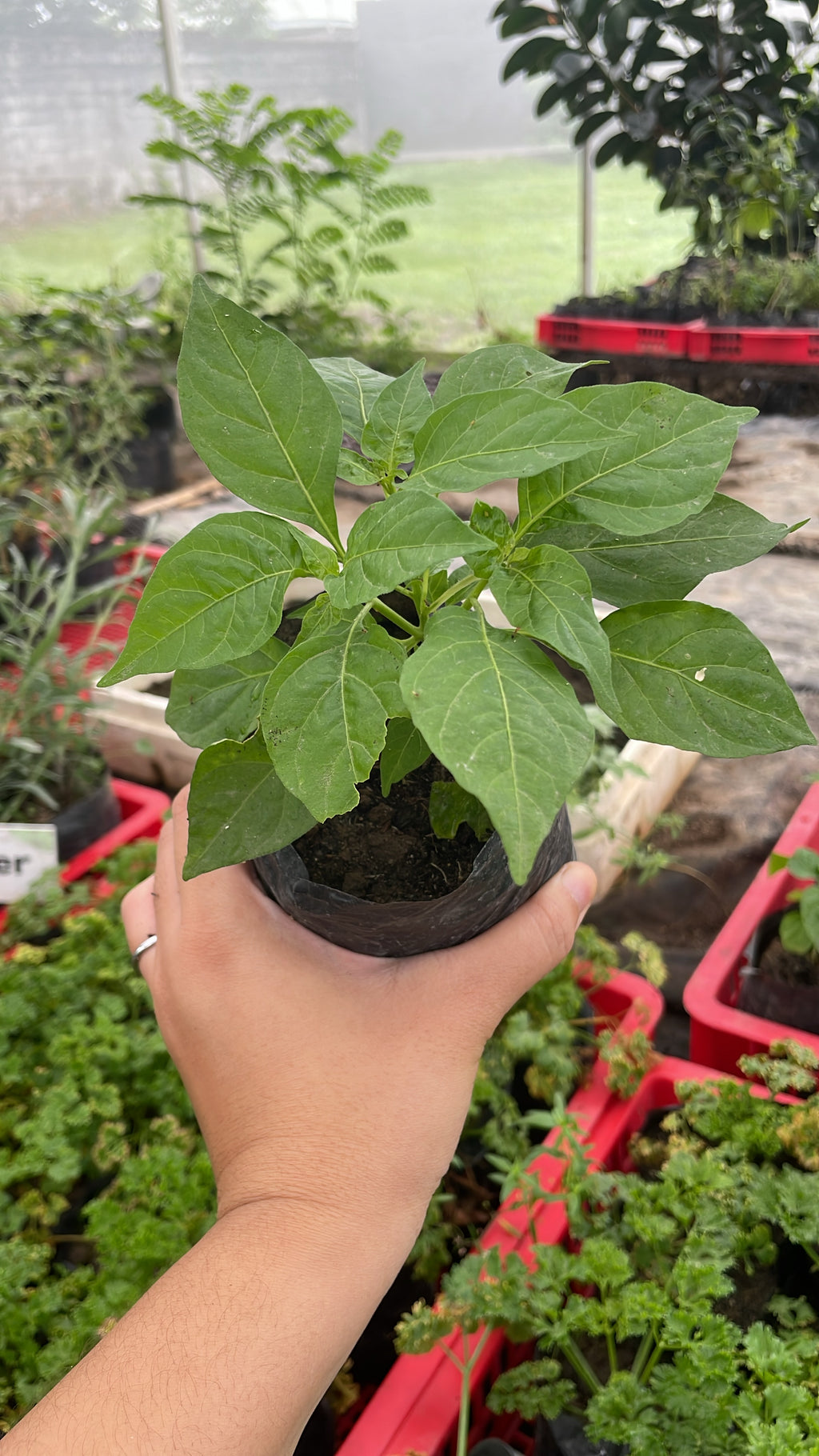 Siling Labuyo (Native)