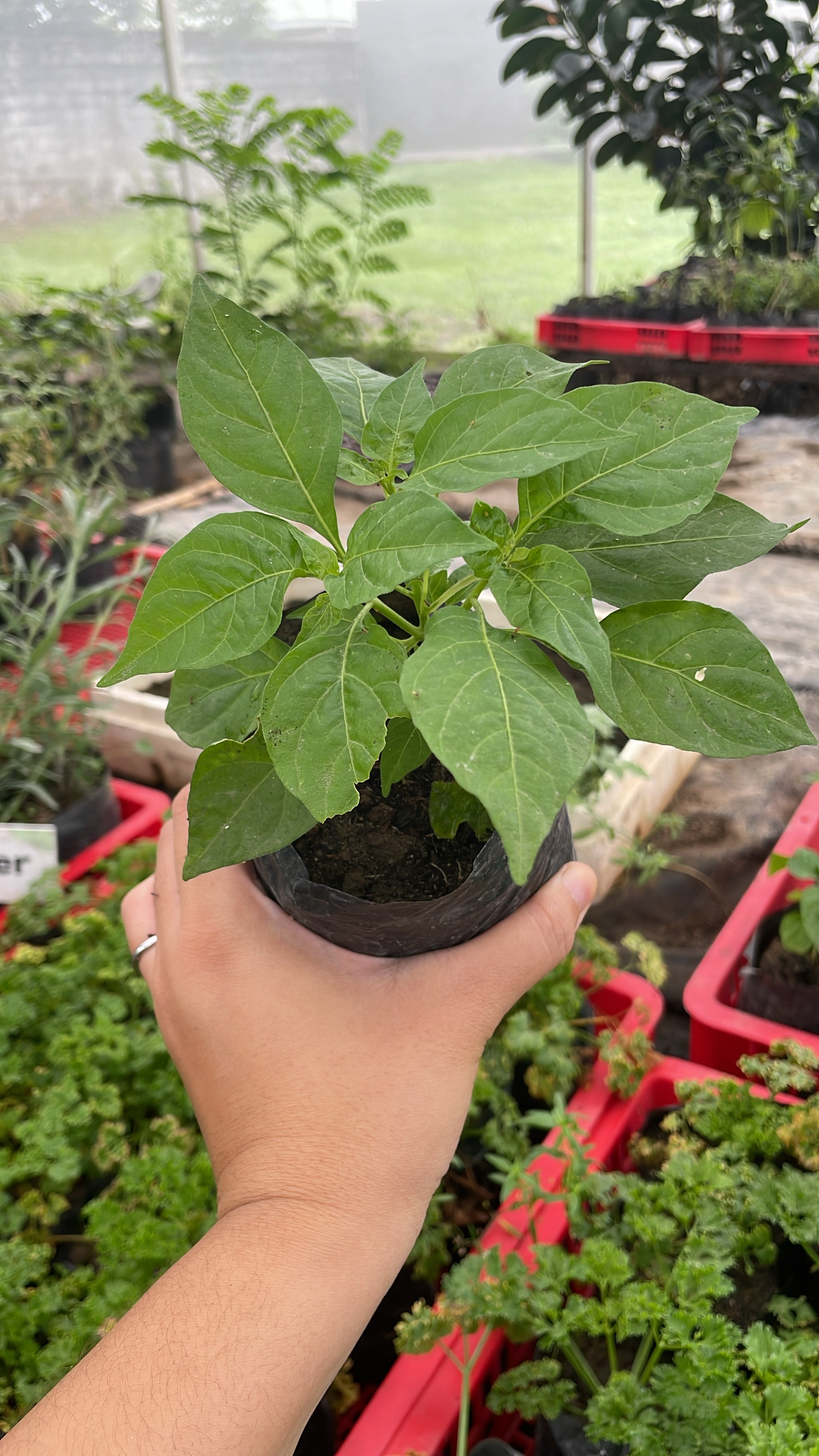 Siling Labuyo (Native)