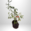Cherry Tomatoes