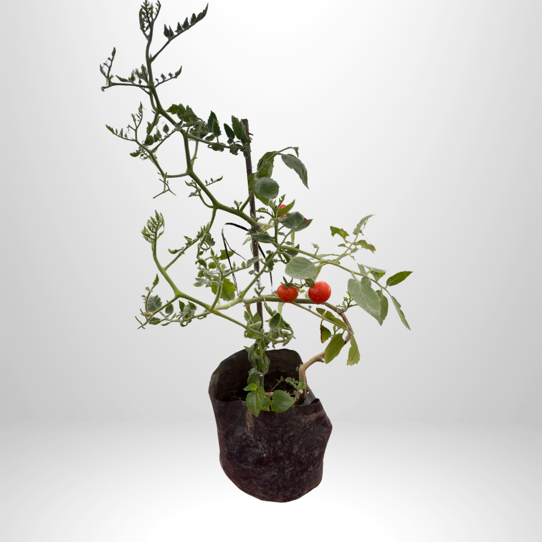 Cherry Tomatoes