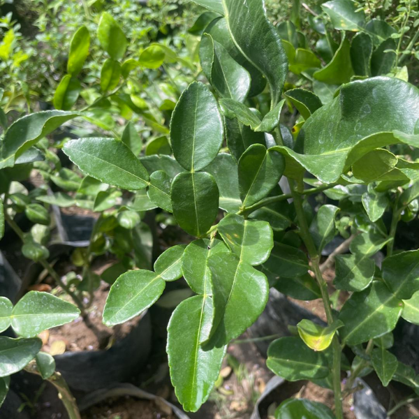 Kaffir Lime