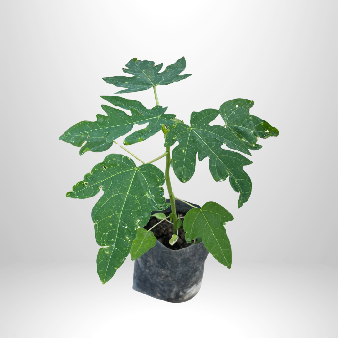 Papaya (Red Lady)