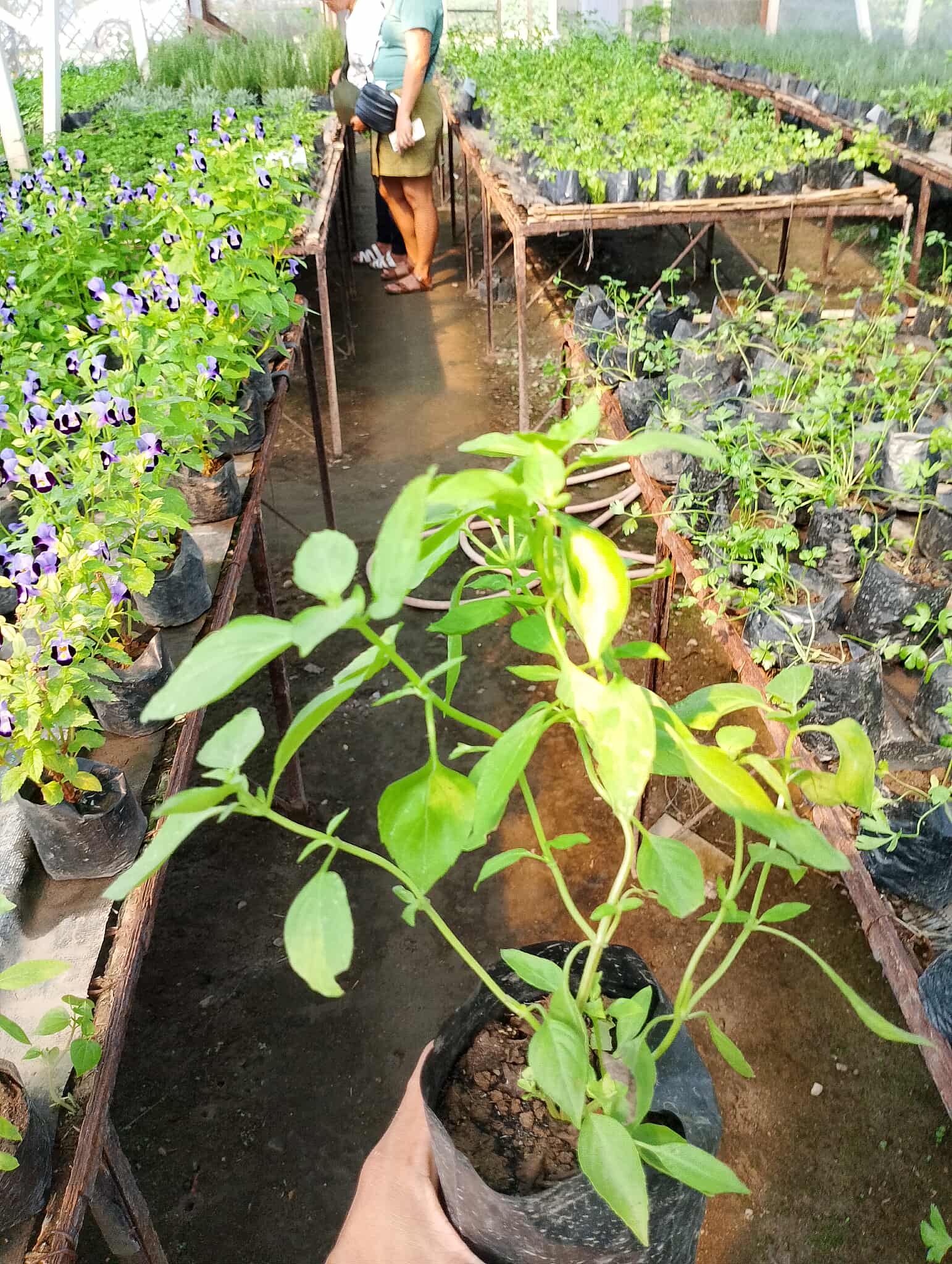 Lemon Basil