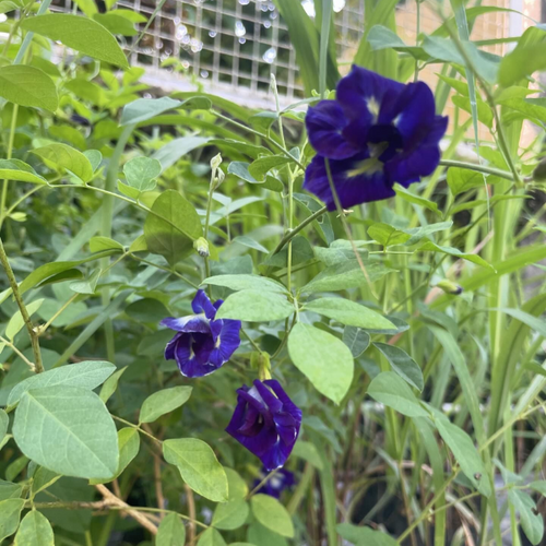 Butterfly Pea