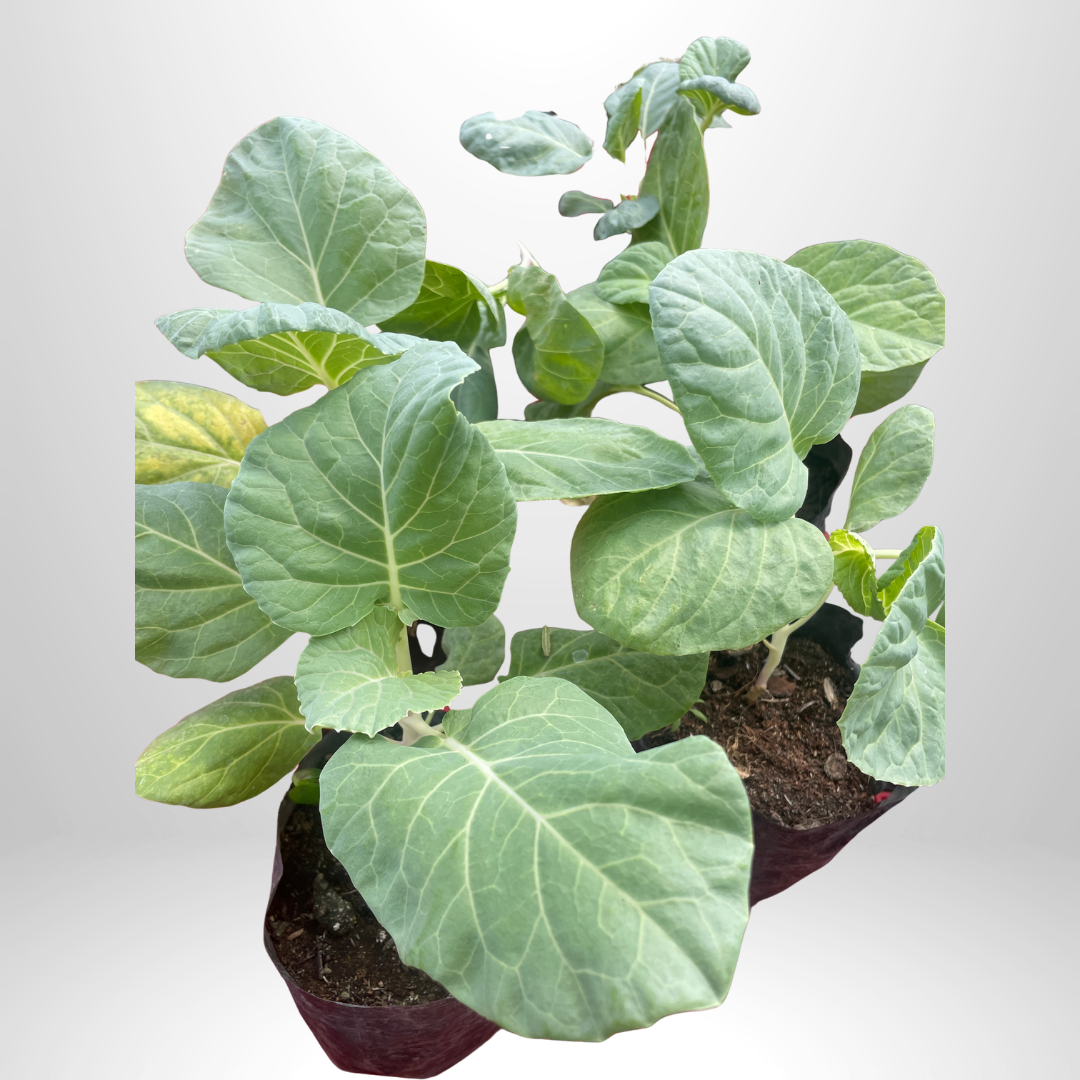 Chinese Kale